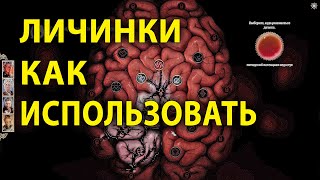 Личинки в Baldur's Gate 3 как использовать